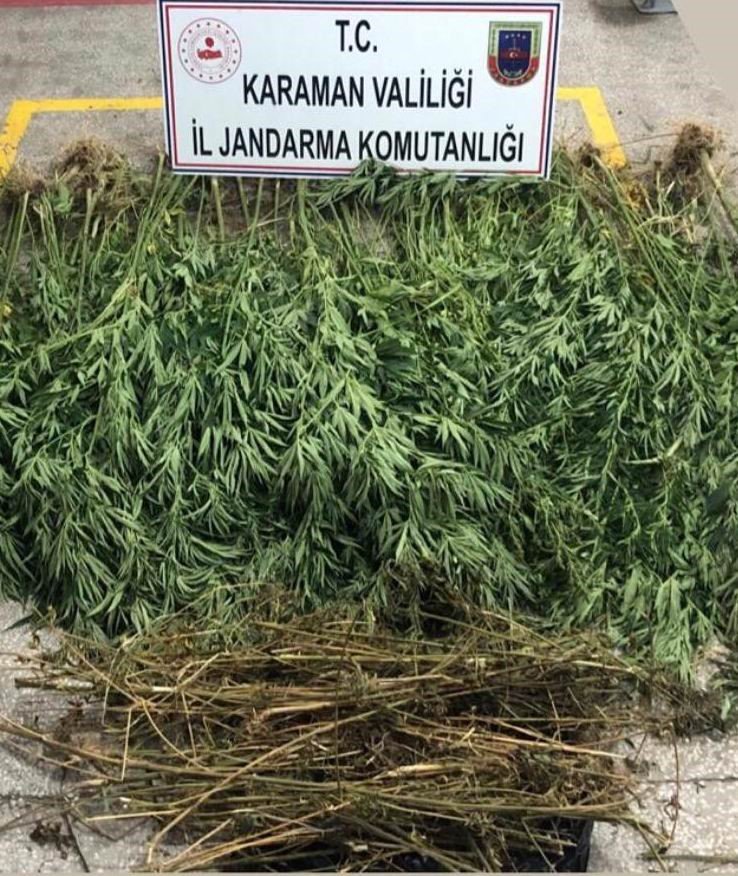 Karaman’da mısır tarlasına kenevir eken 2 kişi tutuklandı