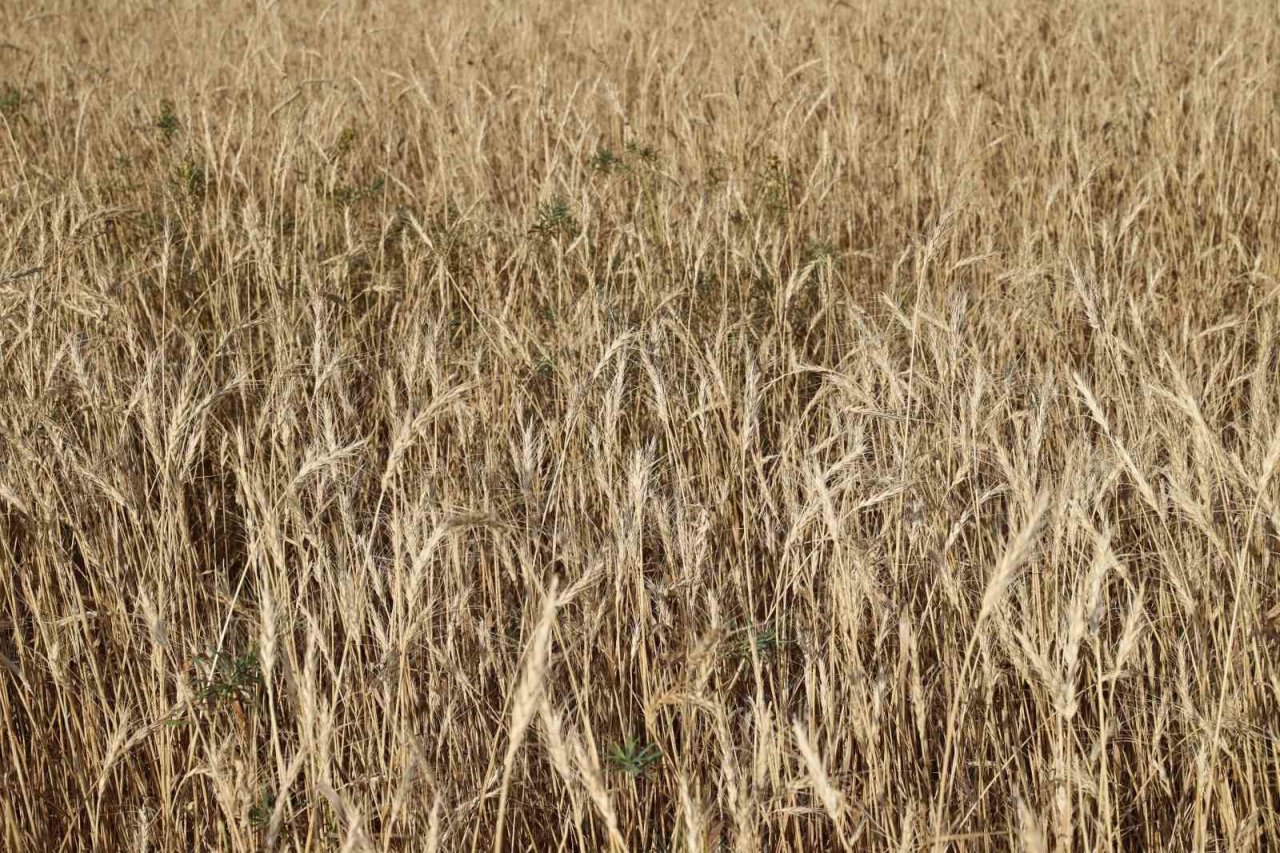 Metruk bir evde bulunmuştu, 150 ton rekolte bekleniyor