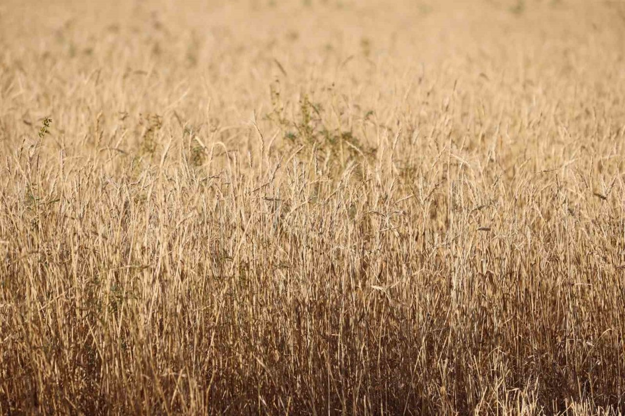 Metruk bir evde bulunmuştu, 150 ton rekolte bekleniyor