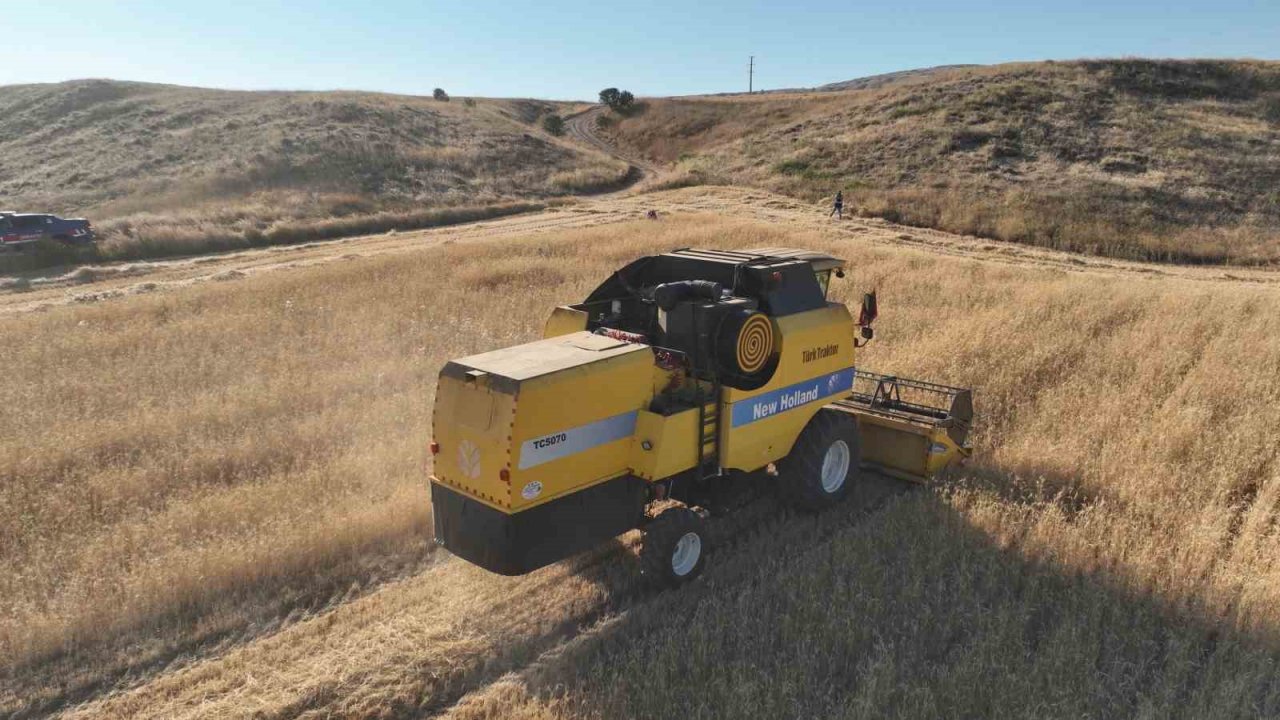 Metruk bir evde bulunmuştu, 150 ton rekolte bekleniyor