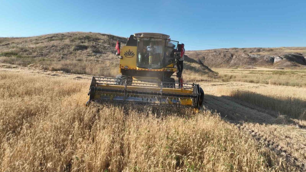 Metruk bir evde bulunmuştu, 150 ton rekolte bekleniyor
