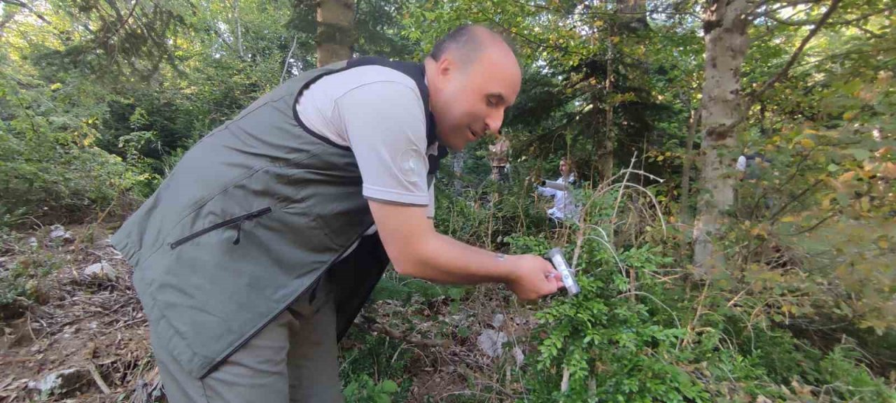 Ormanlarda şimşir güvesi zararlısı ile mücadelede olumlu sonuçlar alındı