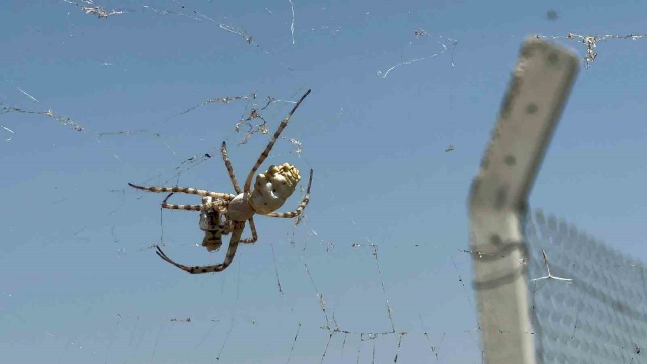 Örümceği görünce tarlasına girmeye korkar oldu