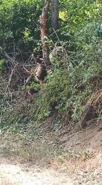 Artvin’de tellere takılarak mahsur kalan ayı kurtarılarak doğaya bırakıldı