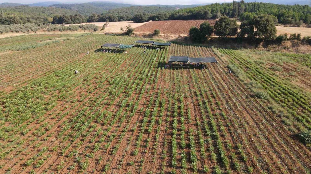 Türkiye’nin ceviz fidanı ihtiyacı bu bölgeden karşılanıyor