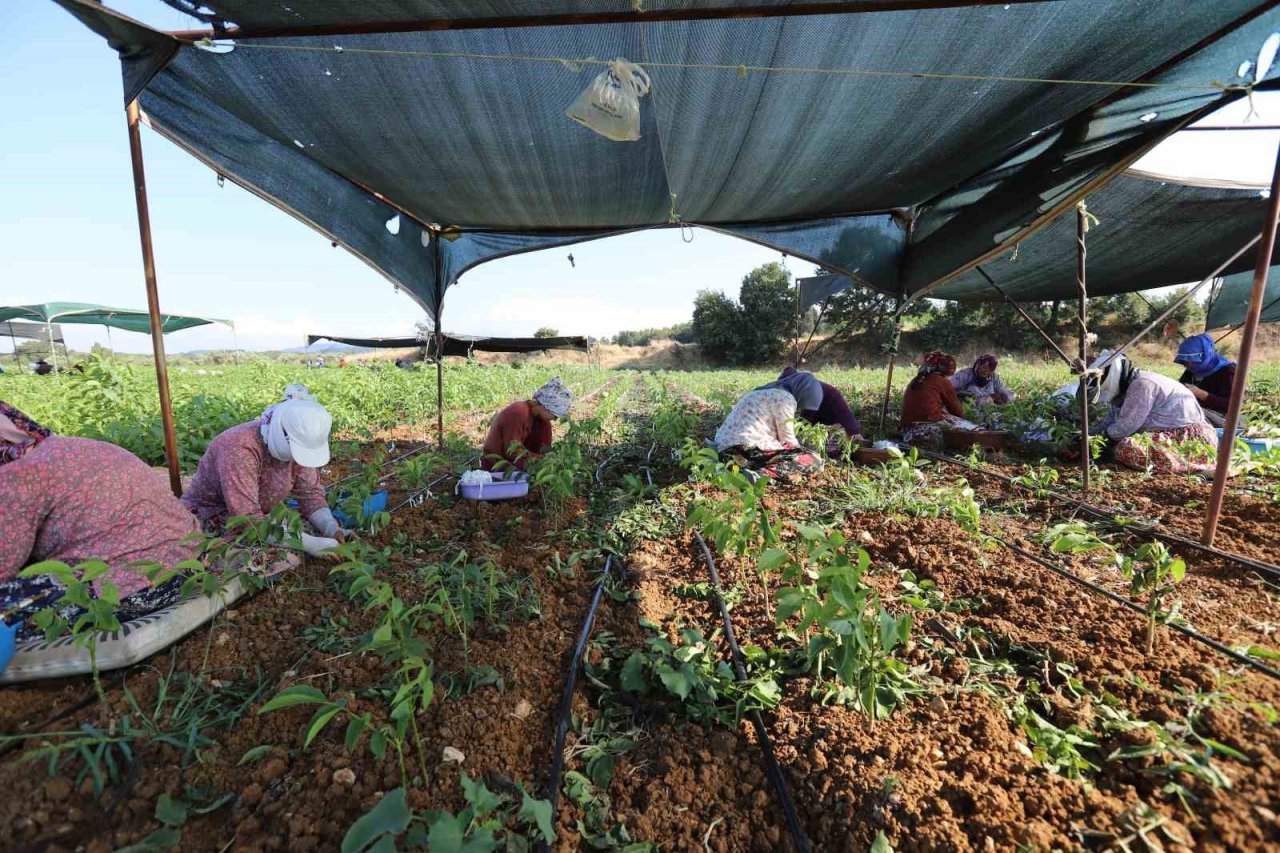 Türkiye’nin ceviz fidanı ihtiyacı bu bölgeden karşılanıyor
