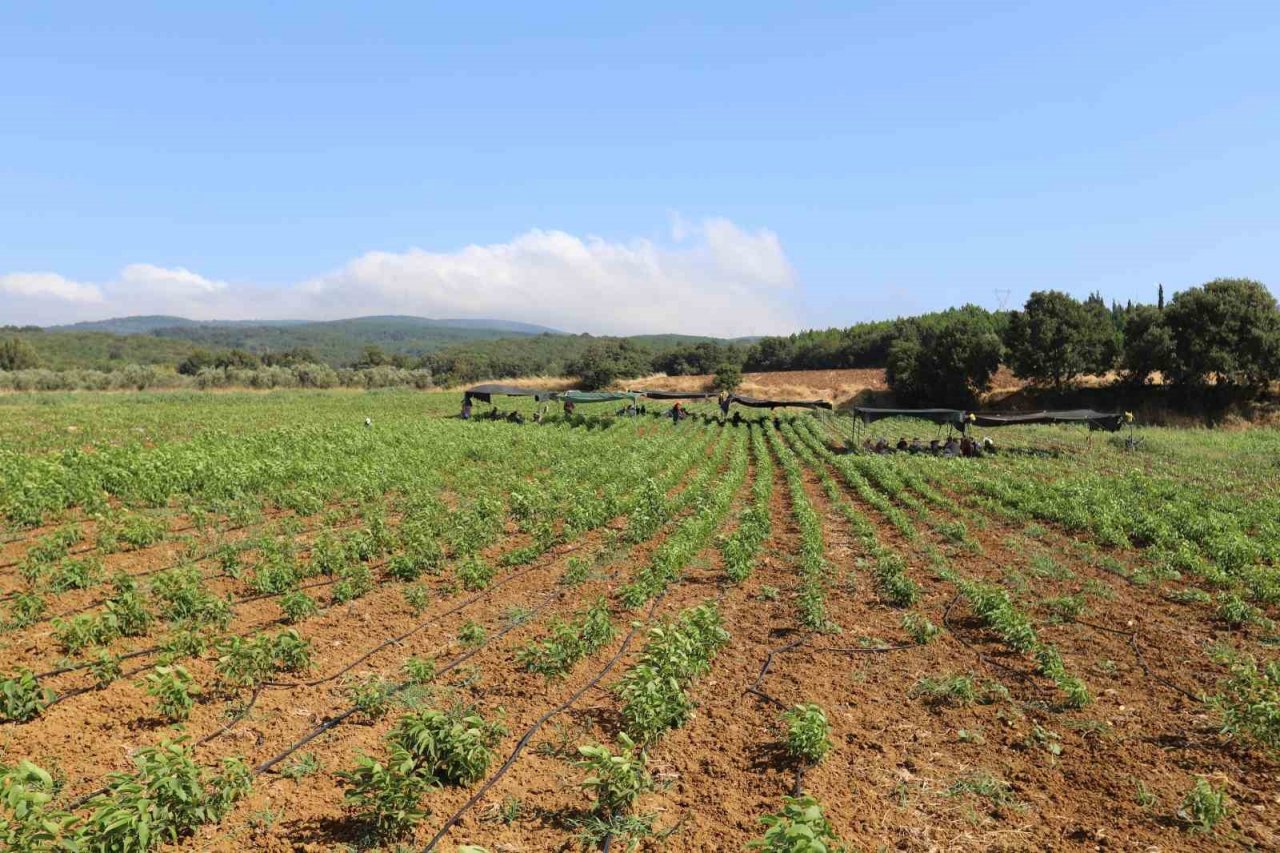 Türkiye’nin ceviz fidanı ihtiyacı bu bölgeden karşılanıyor
