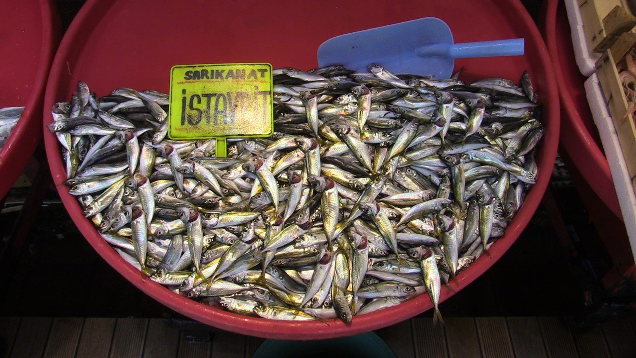 Bu yıl hamsi ve çinekop bol olacak