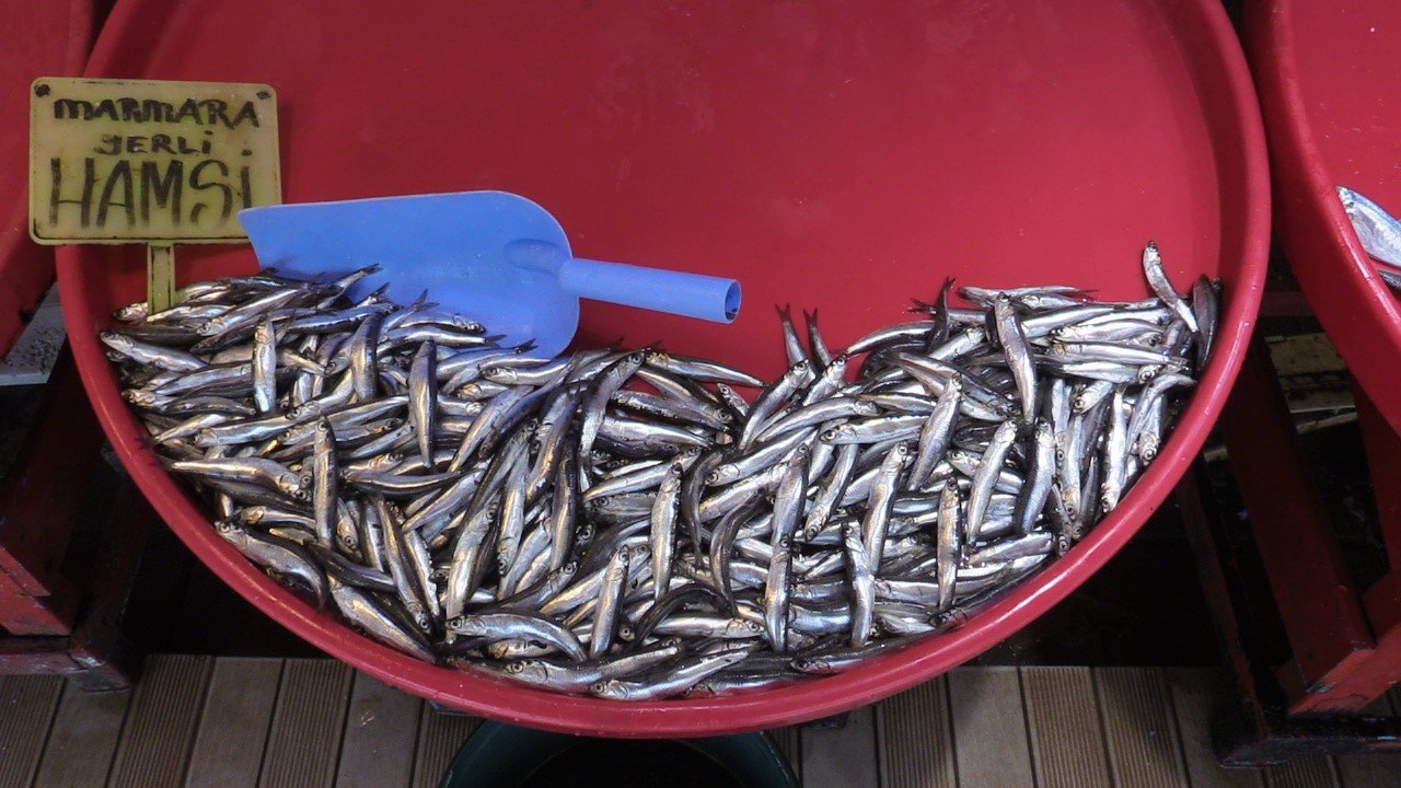 Bu yıl hamsi ve çinekop bol olacak