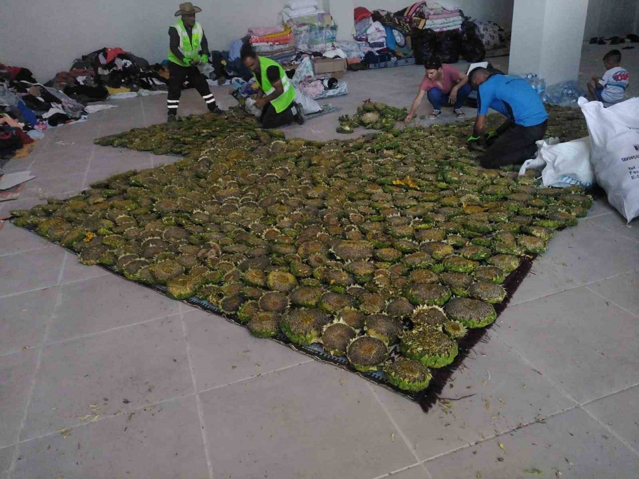 Kadınların ilk emekleri dalından koparılmaya başlandı