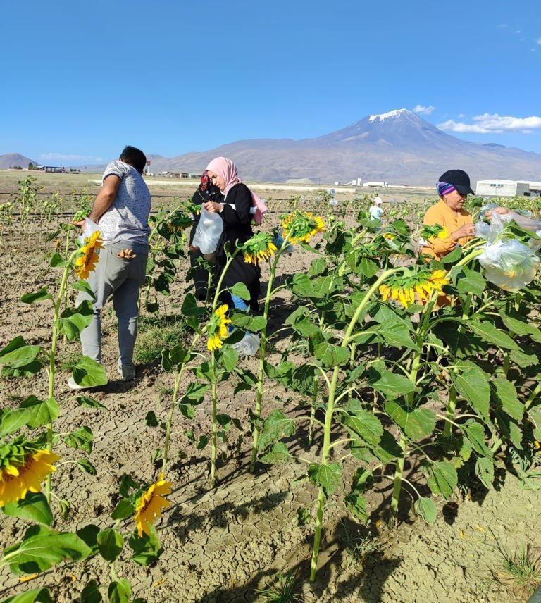 Kadınların ilk emekleri dalından koparılmaya başlandı