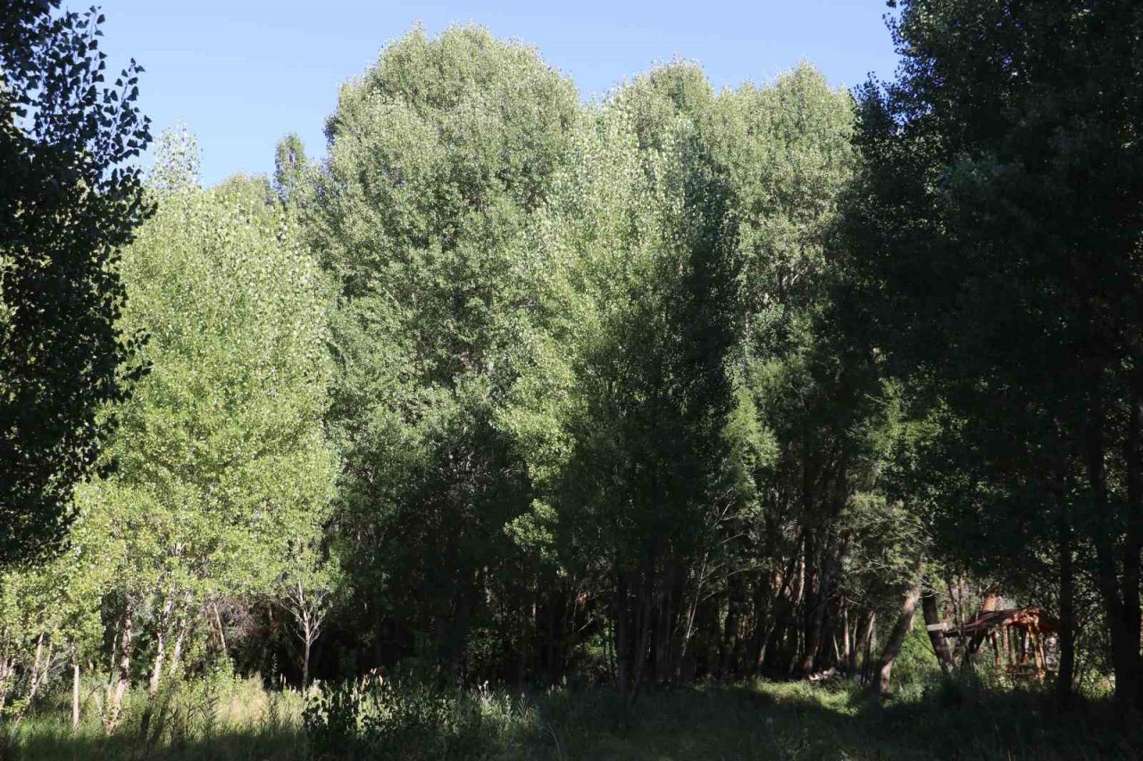 Bozkırın ortasında vaha