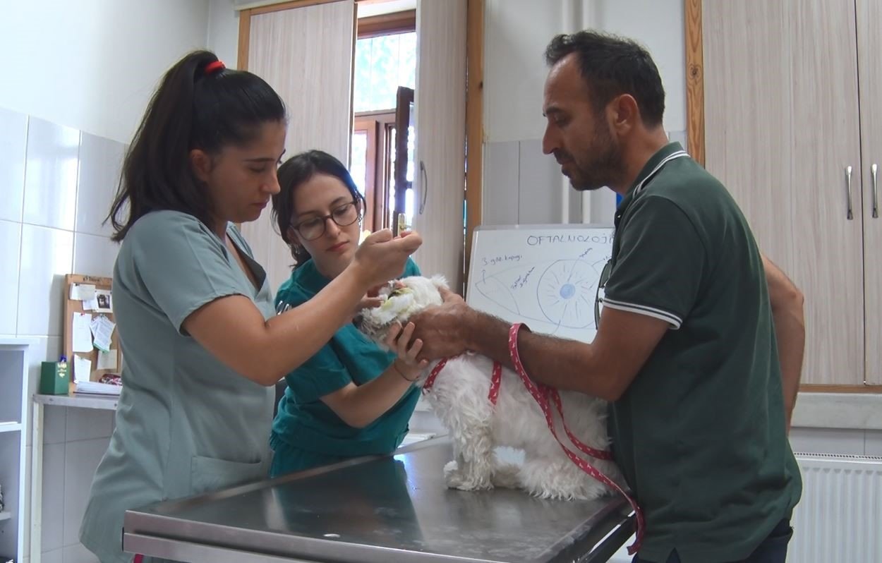 Hayvan sahiplerinin sıcak havalarda hayvanlarının patisini kontrol etmesi gerekiyor