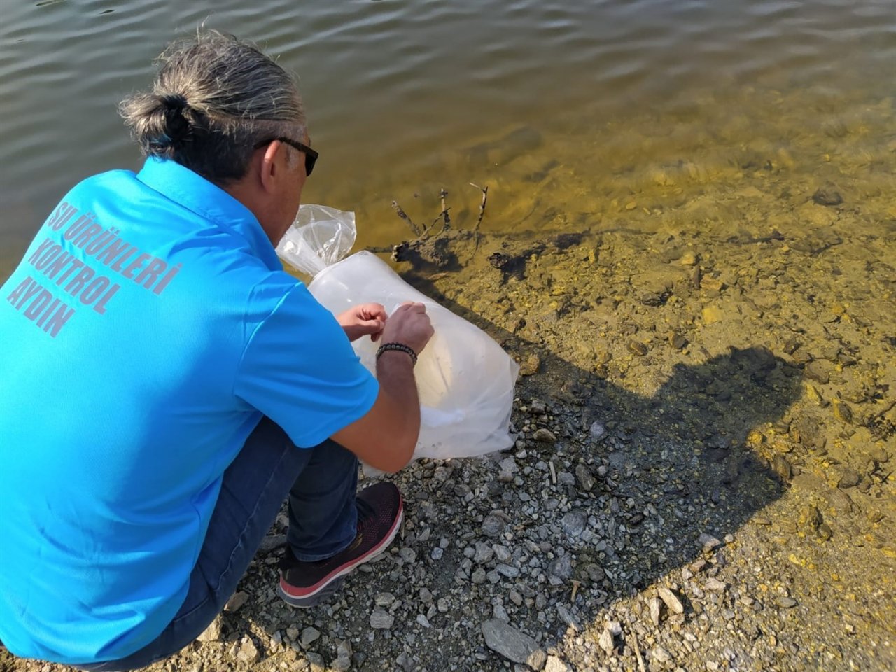 Aydın’da 934 bin sazan suyla buluştu