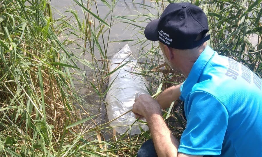 Aydın’da 934 bin sazan suyla buluştu