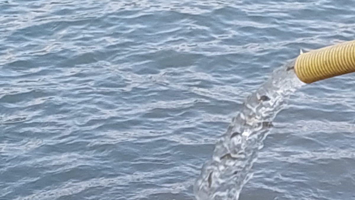 Aydın’da 934 bin sazan suyla buluştu