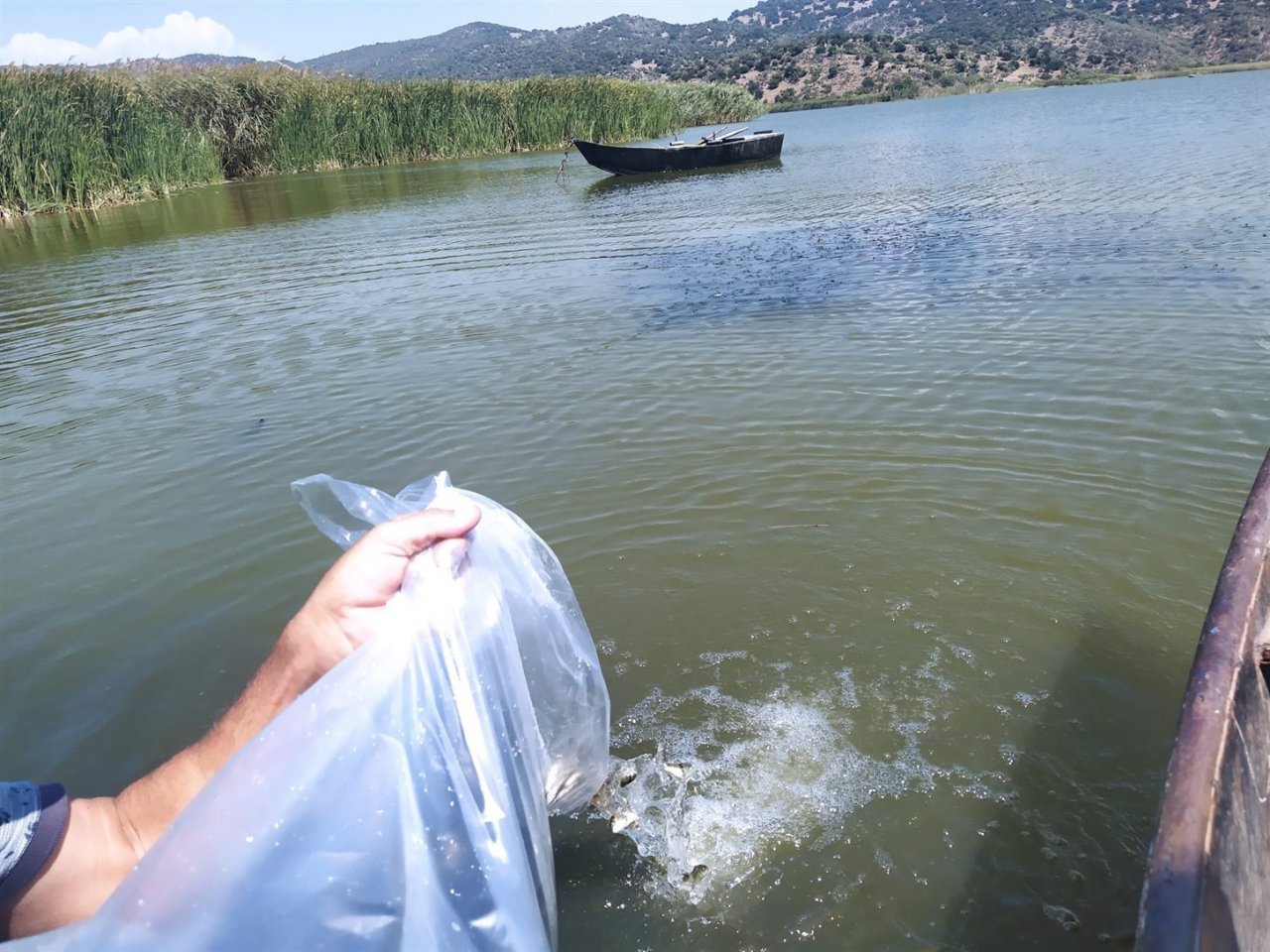 Aydın’da 934 bin sazan suyla buluştu