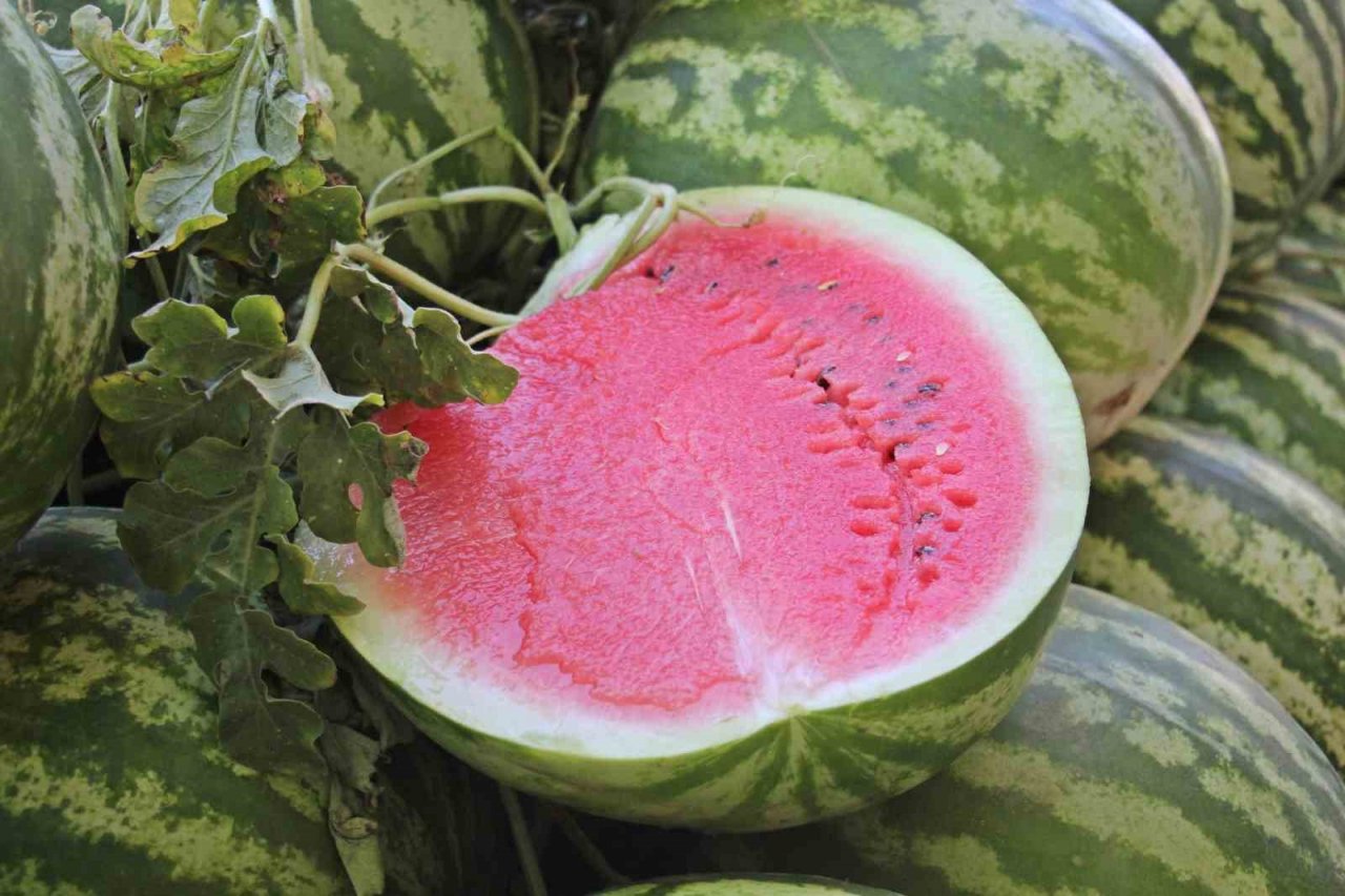 Adına şarkı yazılan Cincin Karpuzu vatandaşlardan yoğun ilgi görüyor