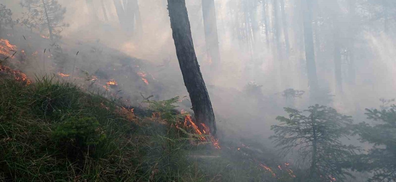 Orman yangını 25 dönüm alanda etkili oldu