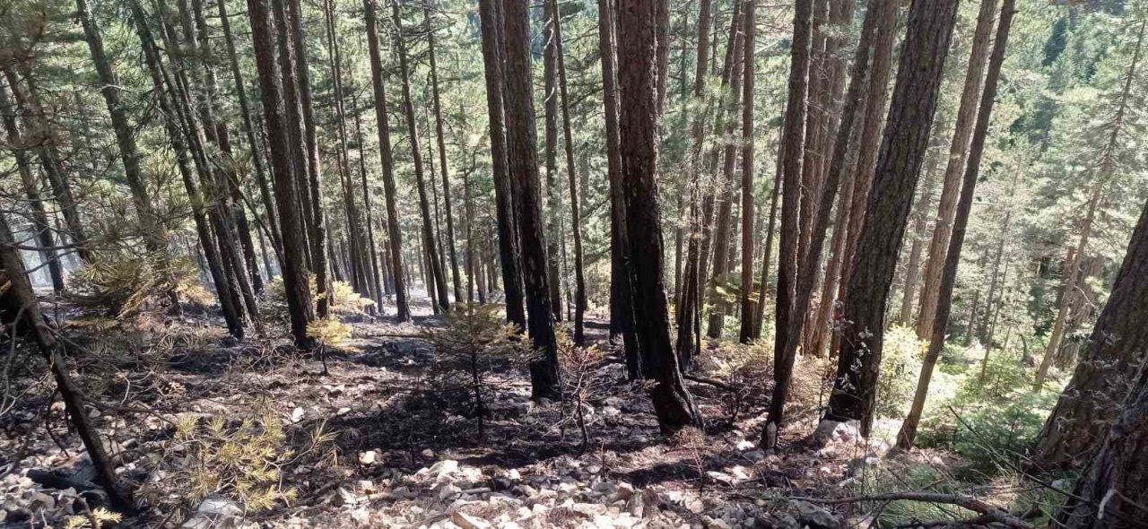 Orman yangını 25 dönüm alanda etkili oldu