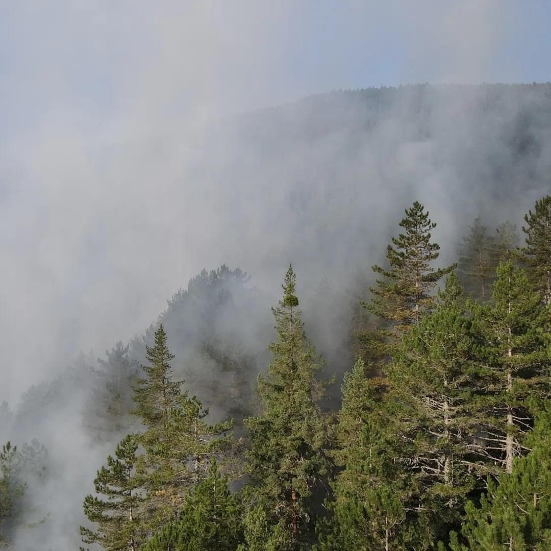 Orman yangını 25 dönüm alanda etkili oldu
