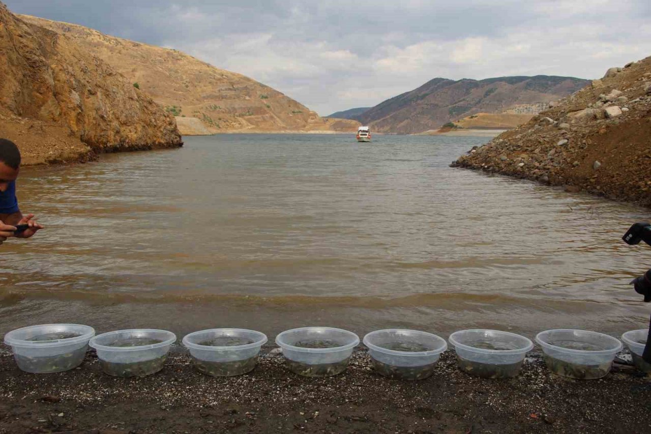 Bingöl’de 1 milyon yavru sazan baraj ve göletlere bırakıldı