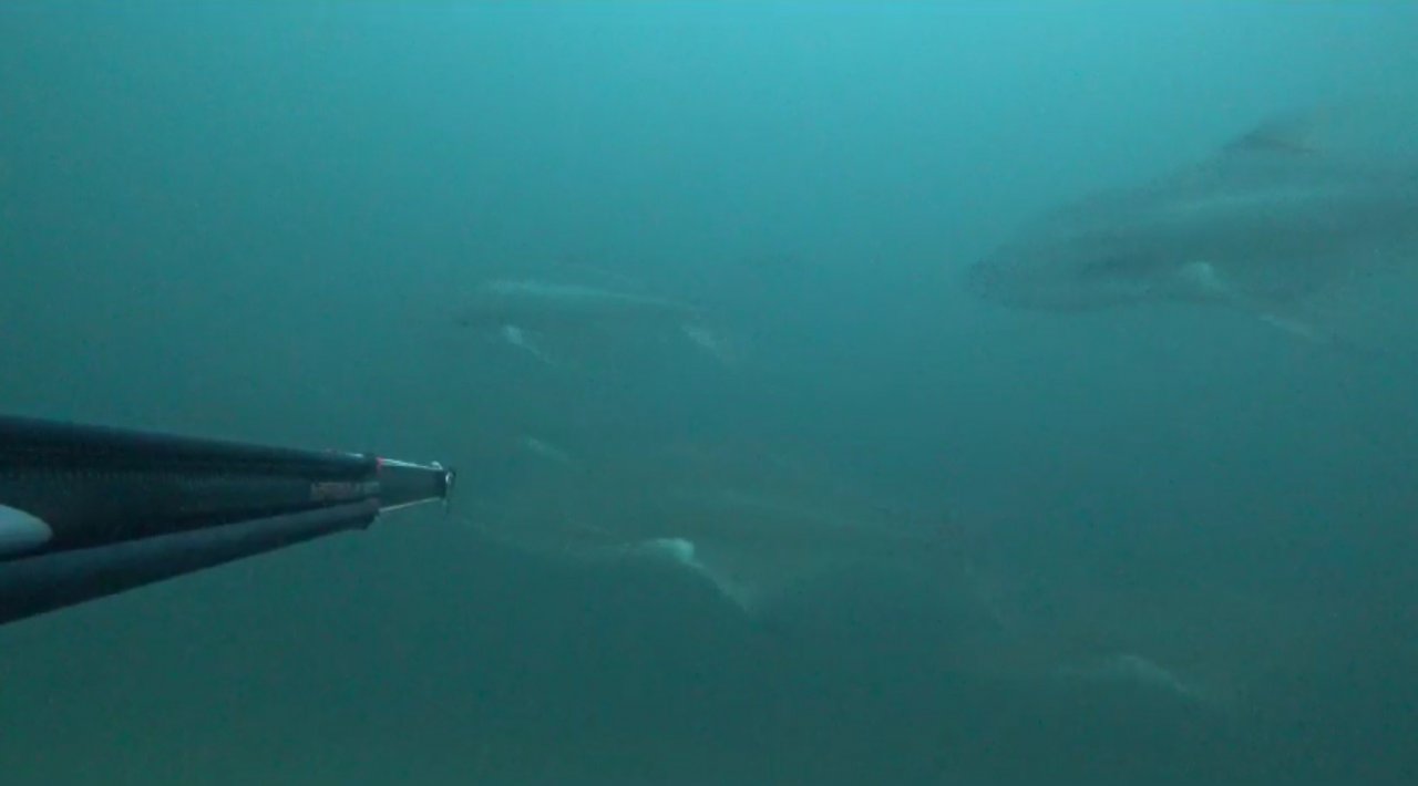 Zıpkınla 30 kiloluk iki tane liça avladılar