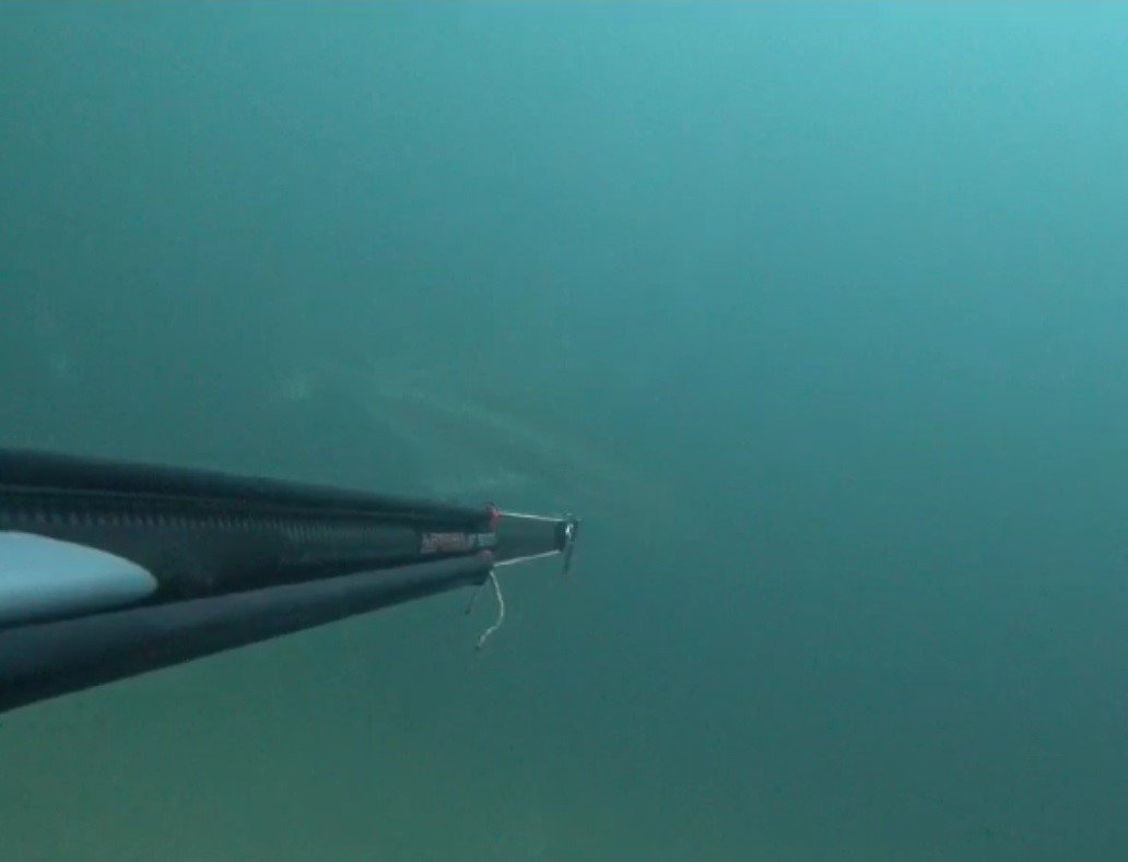 Zıpkınla 30 kiloluk iki tane liça avladılar