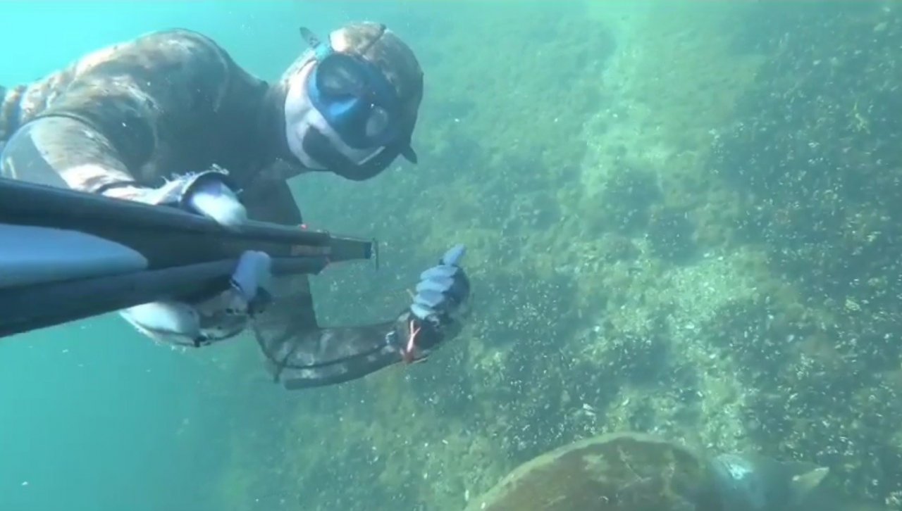 Zıpkınla 30 kiloluk iki tane liça avladılar