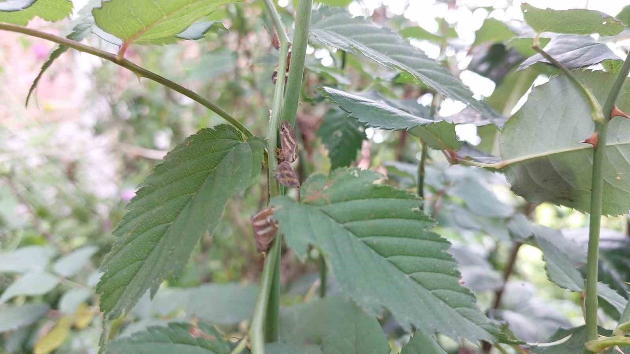 2 yıldır bahçelerde gözükmüyorlardı, artan sıcaklıklar ile yeniden ortaya çıktı
