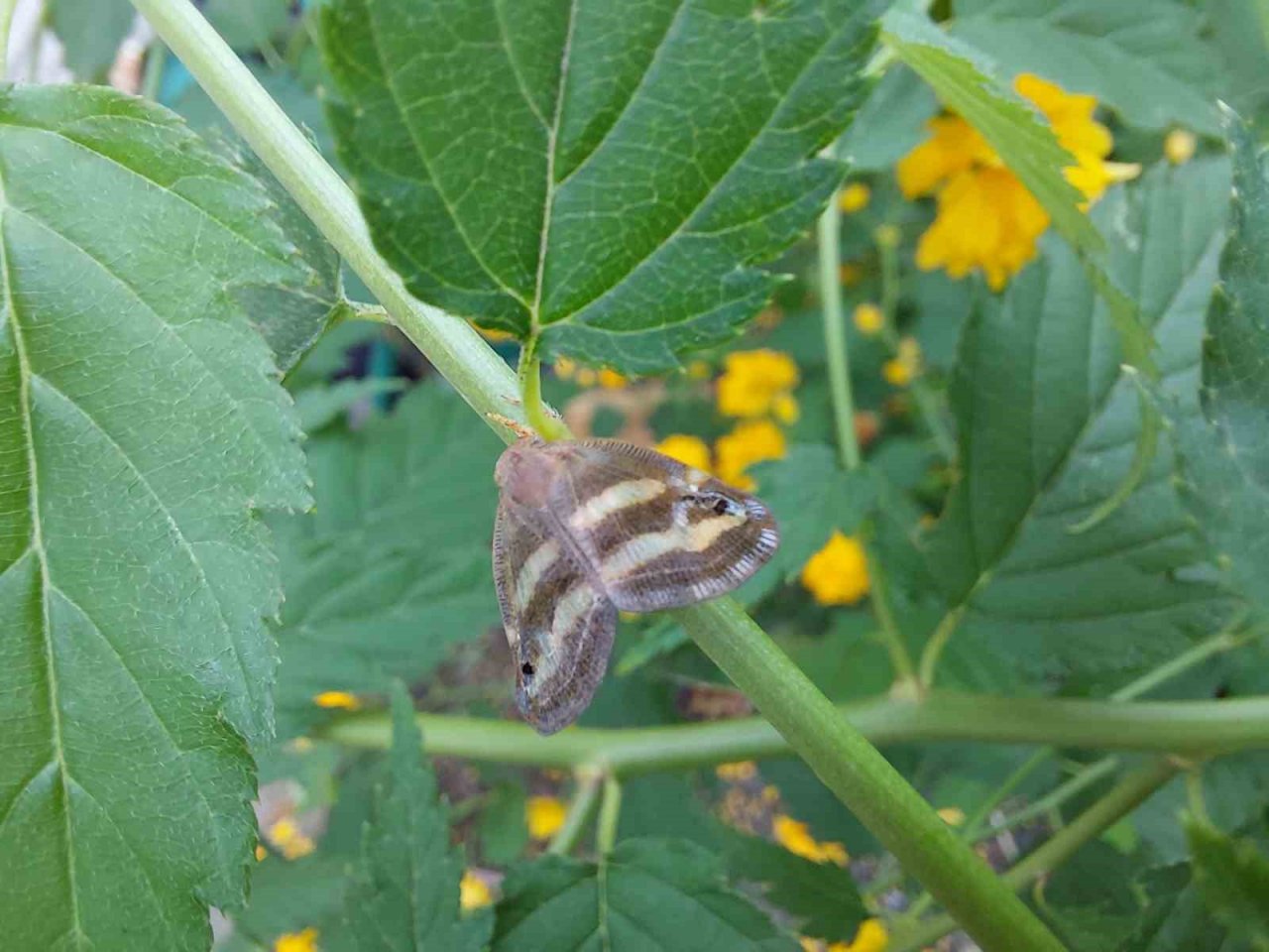 2 yıldır bahçelerde gözükmüyorlardı, artan sıcaklıklar ile yeniden ortaya çıktı