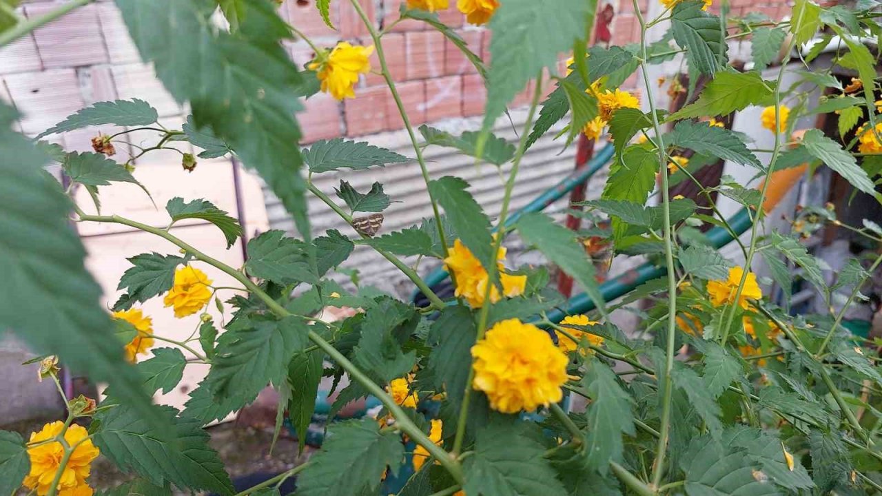2 yıldır bahçelerde gözükmüyorlardı, artan sıcaklıklar ile yeniden ortaya çıktı