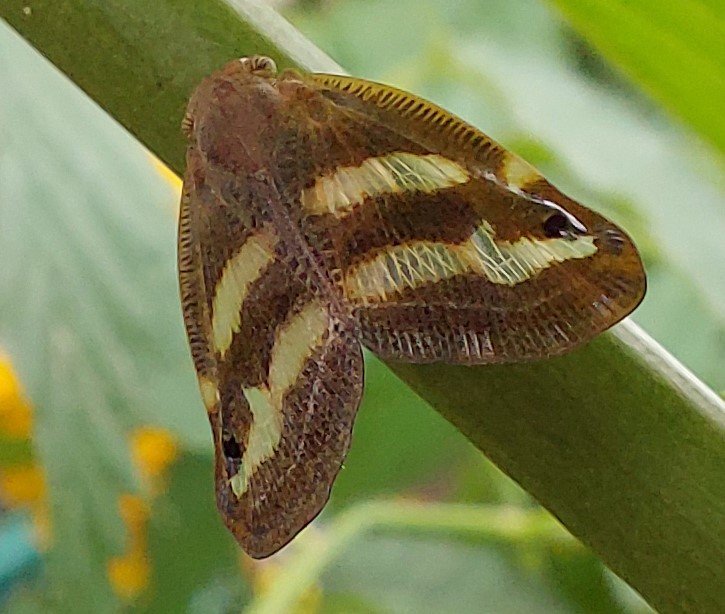 2 yıldır bahçelerde gözükmüyorlardı, artan sıcaklıklar ile yeniden ortaya çıktı