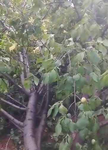 Elazığ’da kuvvetli fırtına ağaçları yerinden söktü