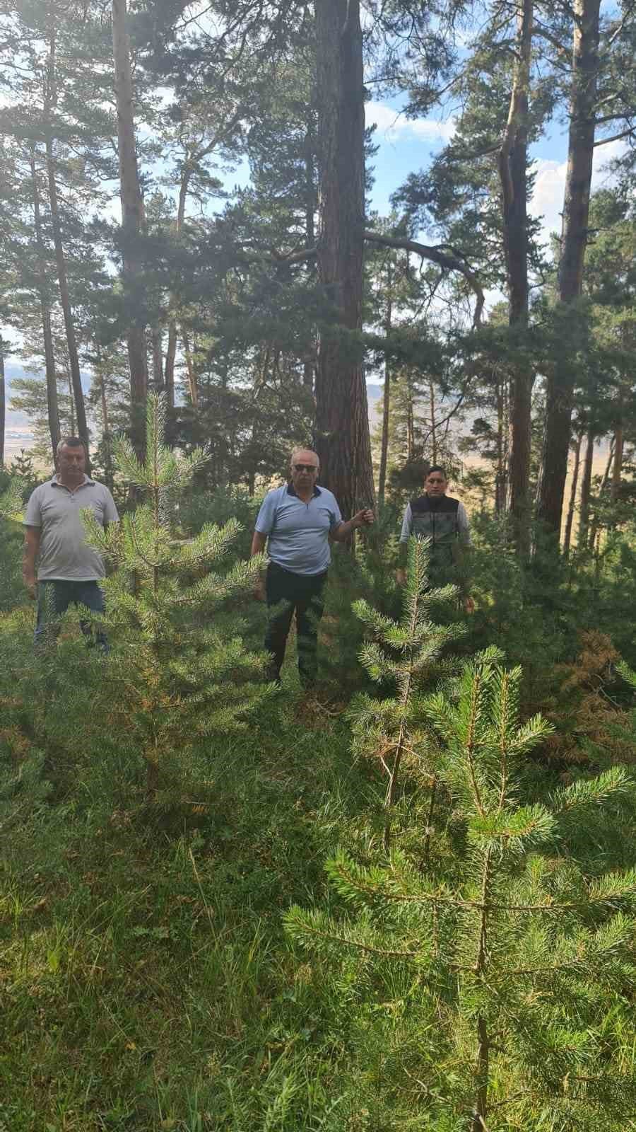 Ayatay; Orman varlığı bakımla büyür
