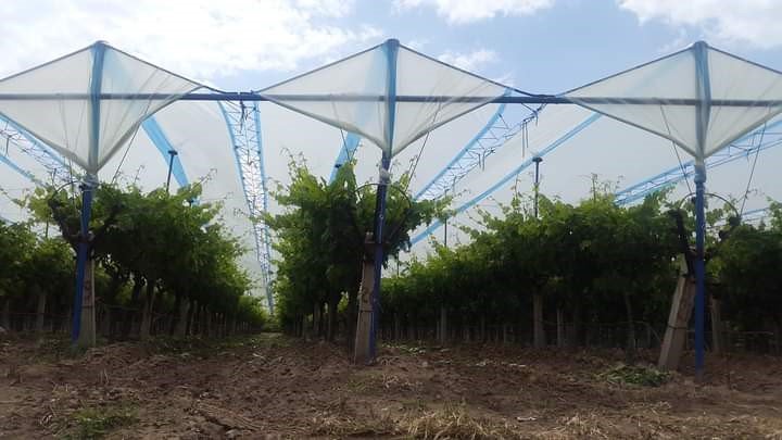 Sarıgöl Ovası beyaza büründü