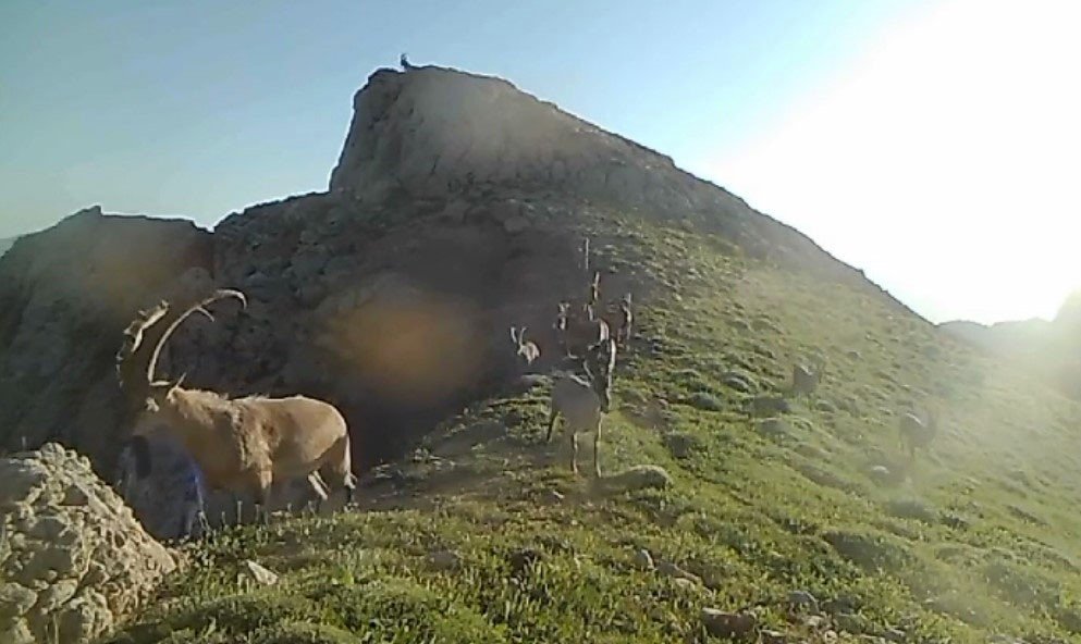 Koruma altında bulunan yaban keçileri fotokapana takıldı