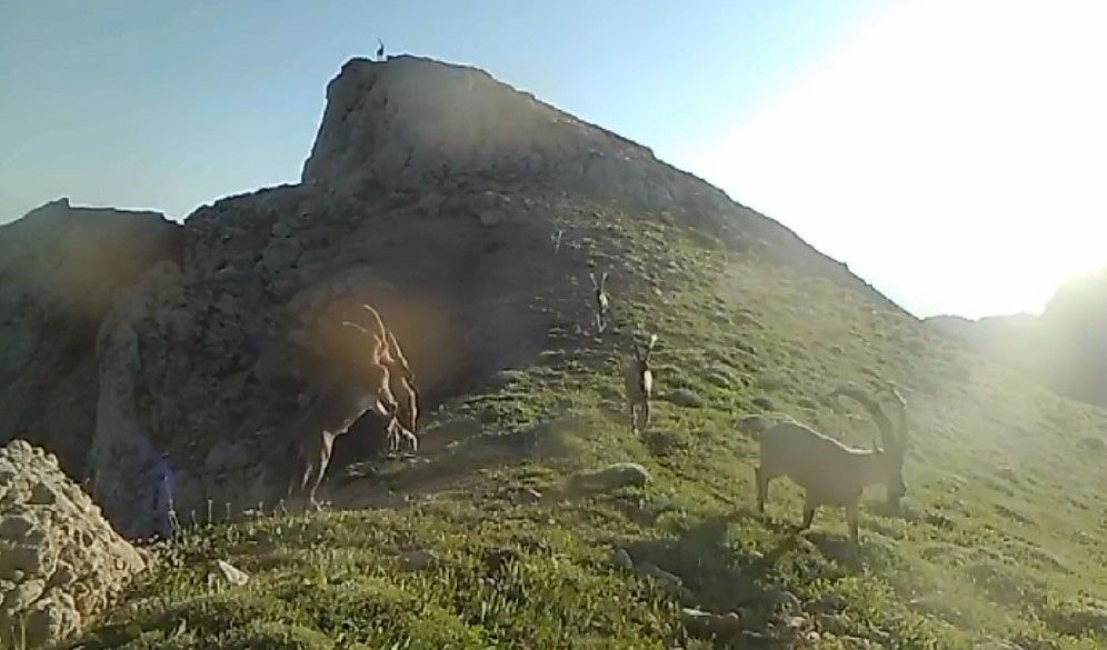 Koruma altında bulunan yaban keçileri fotokapana takıldı