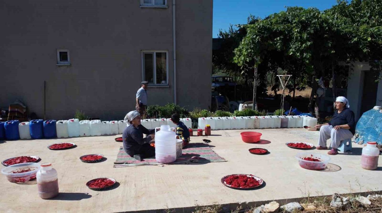 Muğla’da organik salça mevsimi