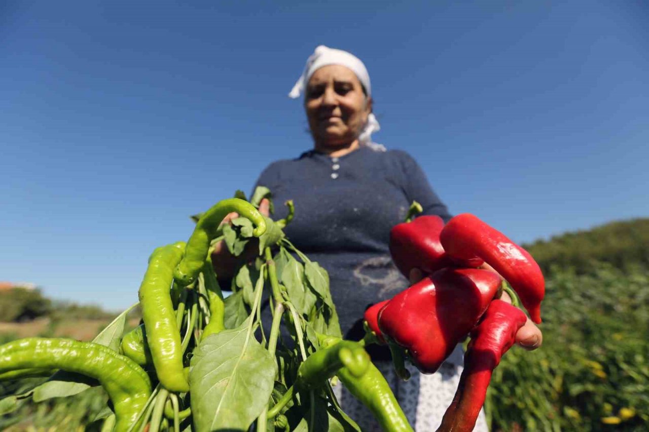 Muğla’da organik salça mevsimi
