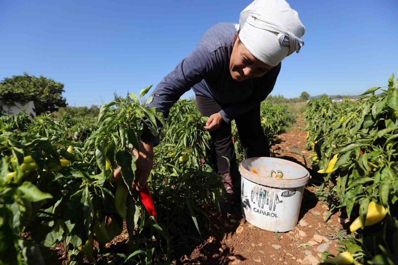 Muğla’da organik salça mevsimi