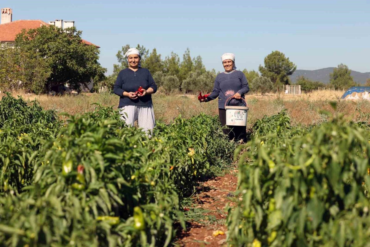Muğla’da organik salça mevsimi