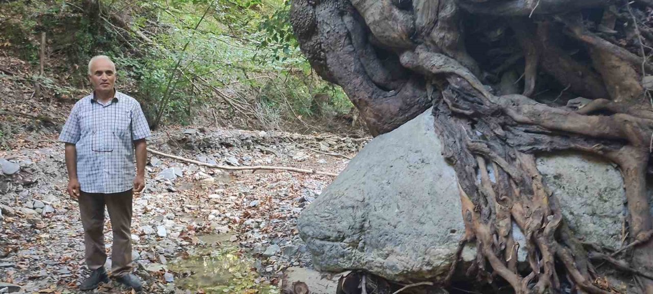 Kökleriyle 2 tonluk kayayı askıda tutuyor