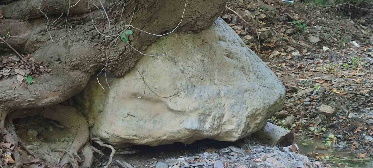 Kökleriyle 2 tonluk kayayı askıda tutuyor