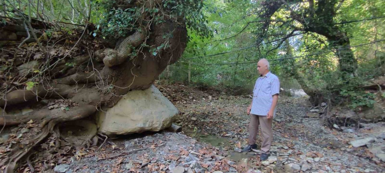 Kökleriyle 2 tonluk kayayı askıda tutuyor