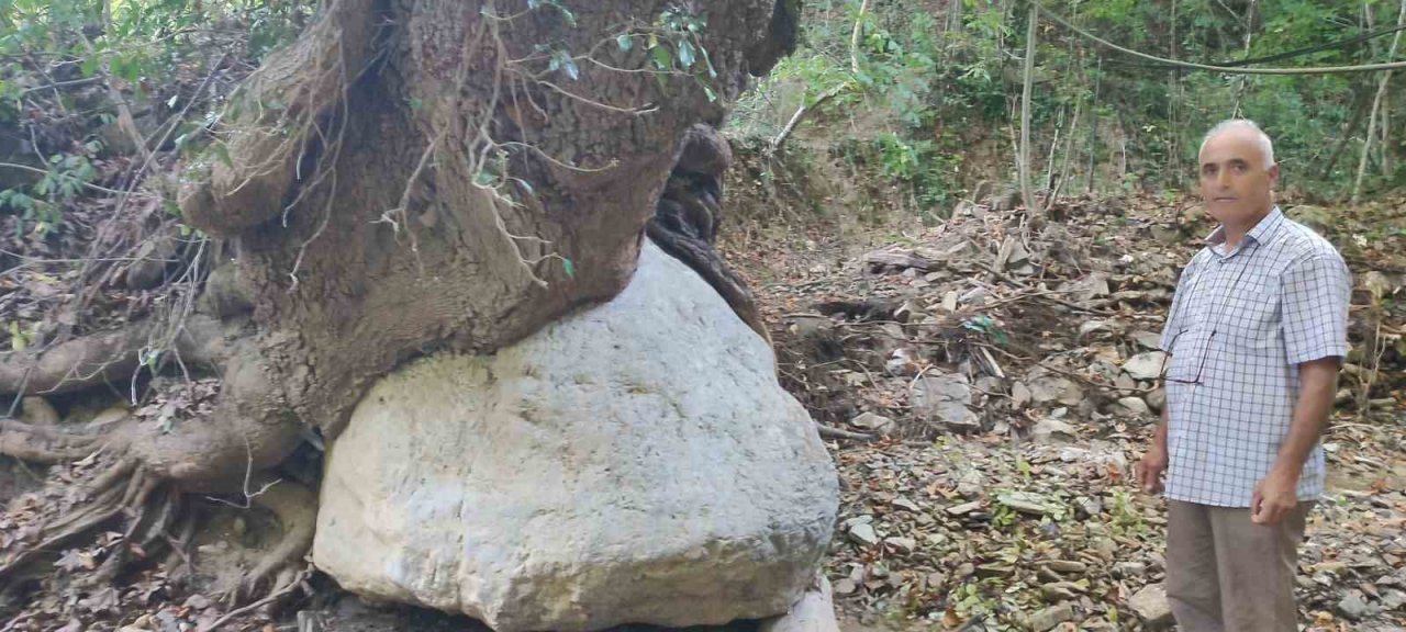 Kökleriyle 2 tonluk kayayı askıda tutuyor