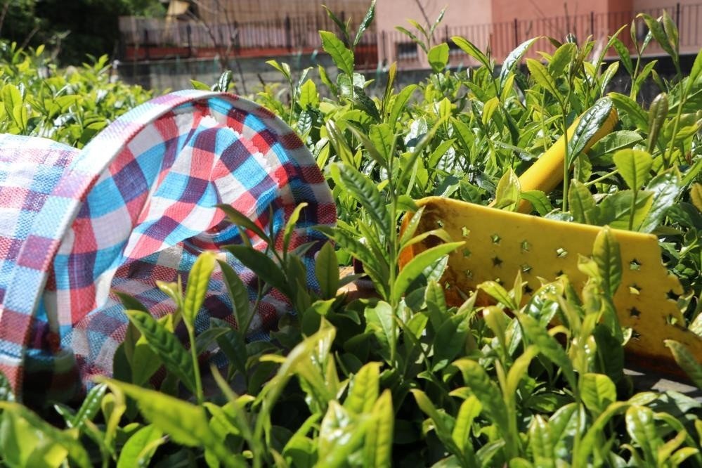 ÇAYKUR 175 kilogram beyaz çay alımı gerçekleştirdi