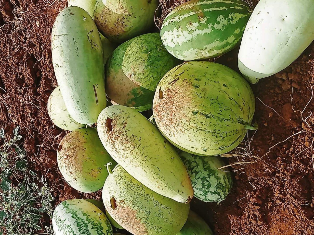 Hasat için bostana giden üreticiler büyük şok yaşadı, delinmedik karpuz kalmadı