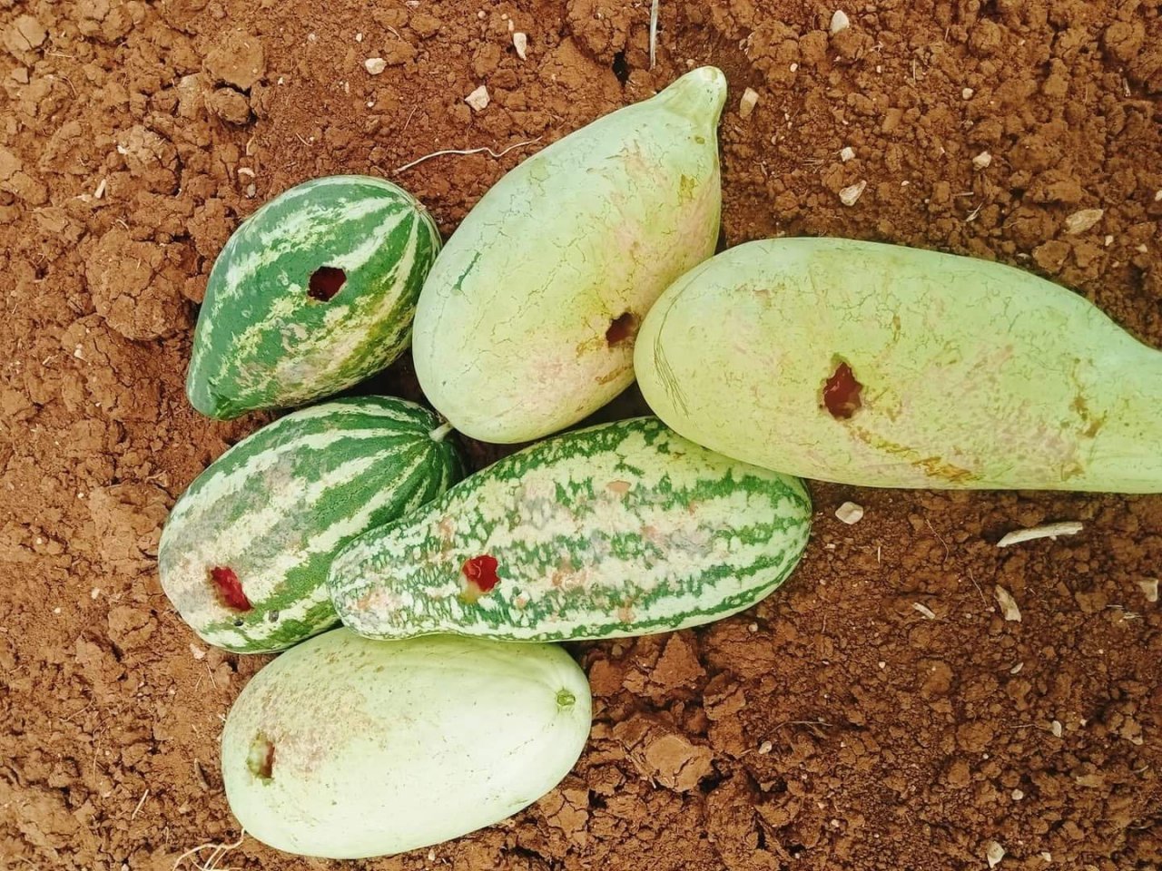 Hasat için bostana giden üreticiler büyük şok yaşadı, delinmedik karpuz kalmadı