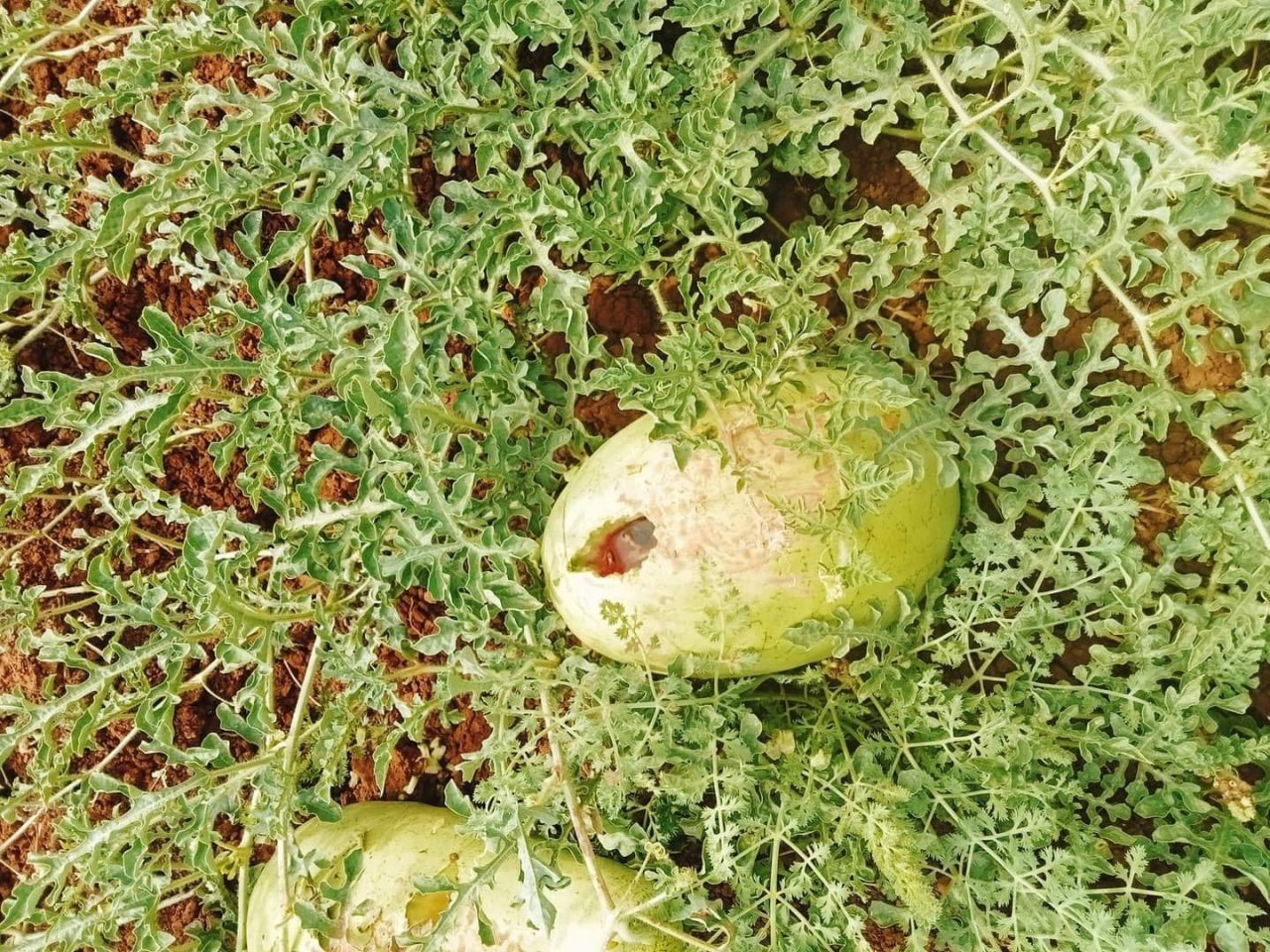 Hasat için bostana giden üreticiler büyük şok yaşadı, delinmedik karpuz kalmadı